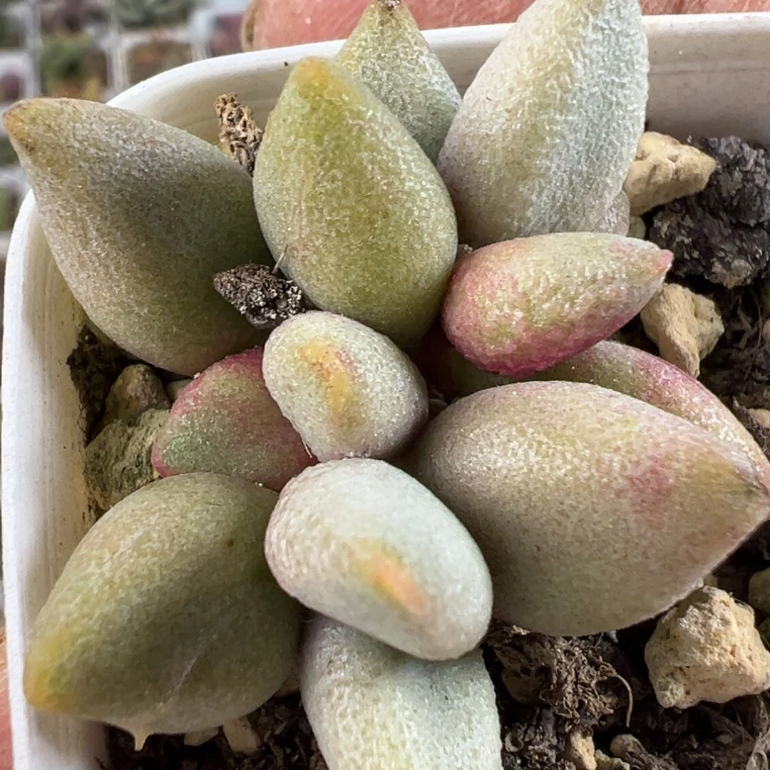 把黄豆水泡多肉植物水泡