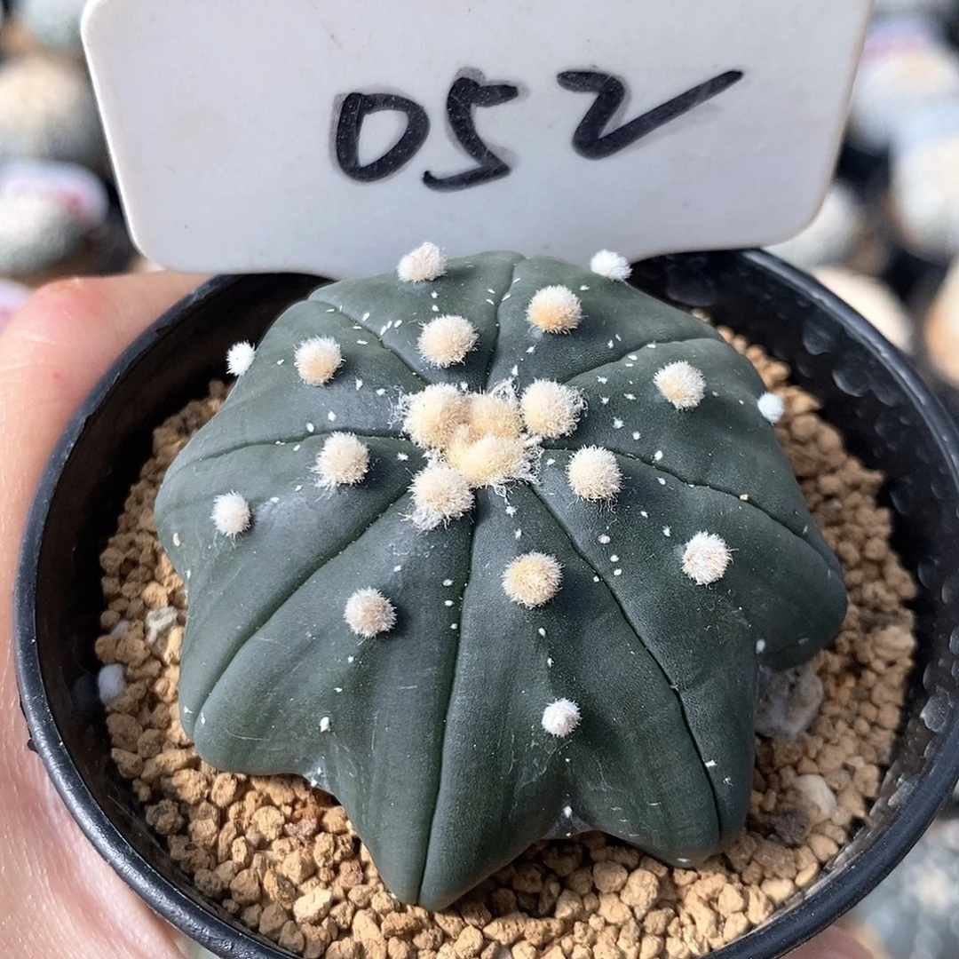 052琉璃海星兜福利来啦