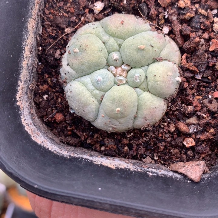 【闪购商品】古田自根