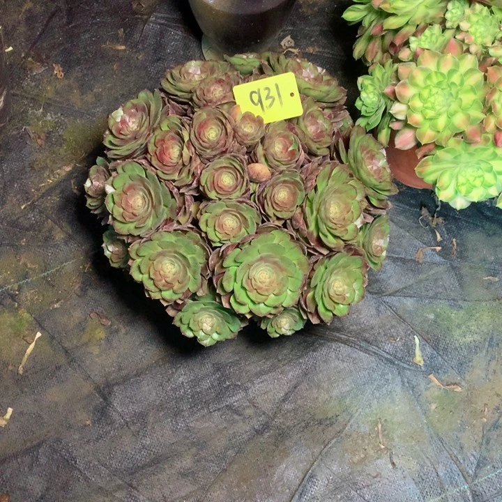 931黑魔多肉111111