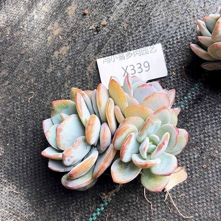 用****4我是第一百个为妖刀应援的阴阳