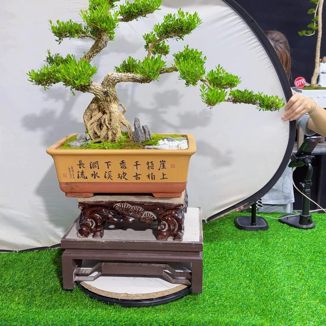 当前无花朵，栽培后可花朵