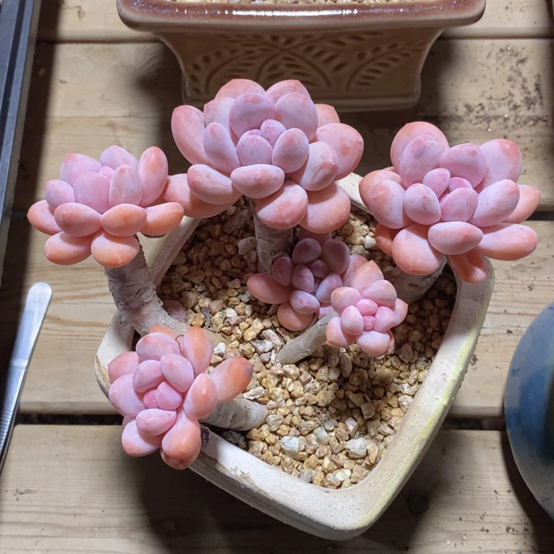 一物一拍精品多肉满38包邮-开播福利
