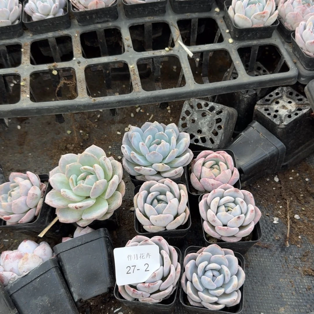 27-2奶盖十五颗量拍发货