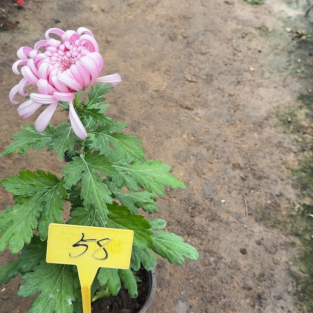 ****妈大部分花苞少量开放58无名