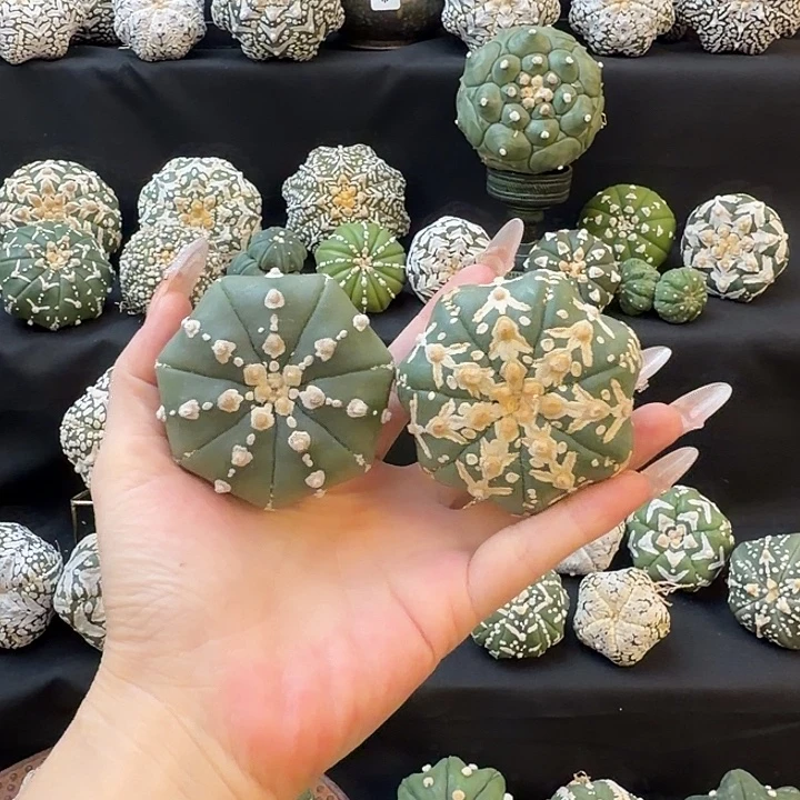 开播福利仙人球3号组合