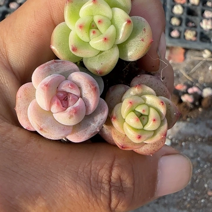 小卡拉米糖心一物一拍