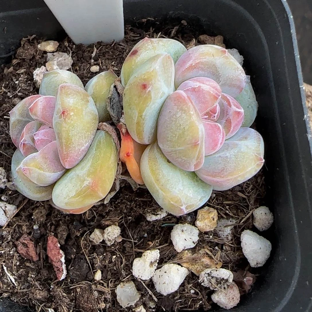 初*_061号星影福利特价