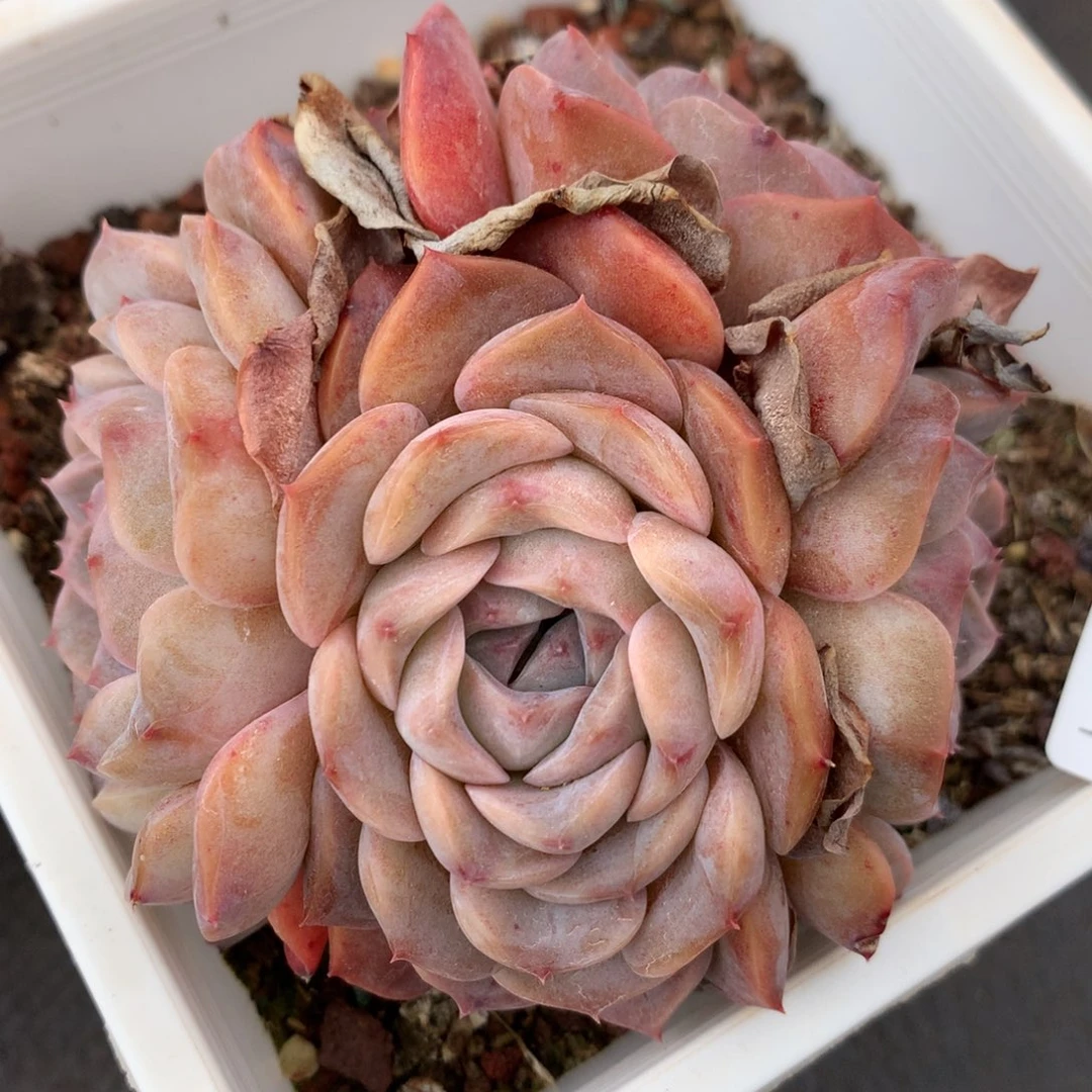 1493杂交精品基地冠10