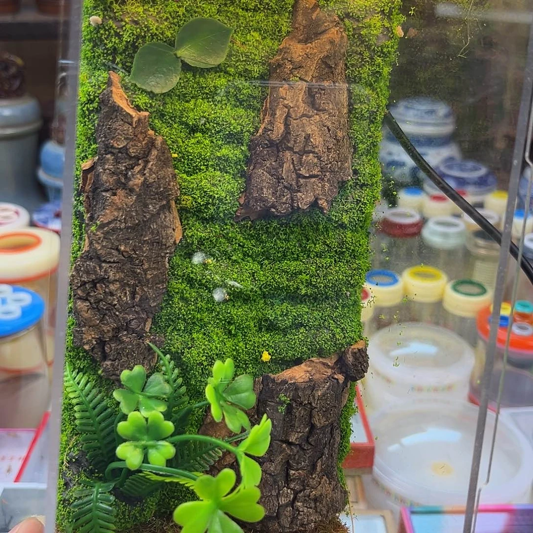 LED实木生态箱加一素背