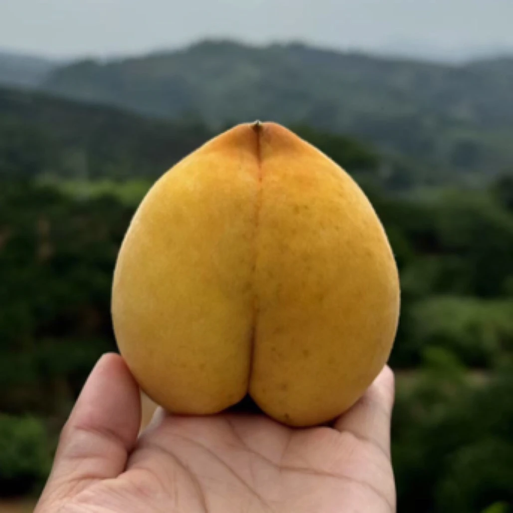 【顺丰包邮】怀化新鲜应季高山黄桃9斤整箱现摘现发香甜多汁水果