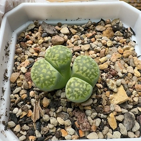 3564，绿雀卵双头母本带盆