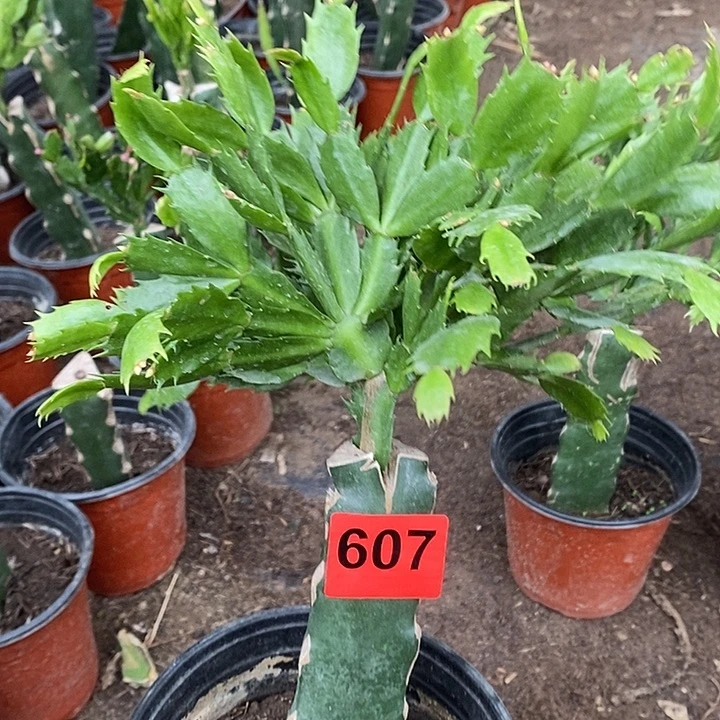 无花朵渔**限妹妹小矮桩607号新疆不包邮