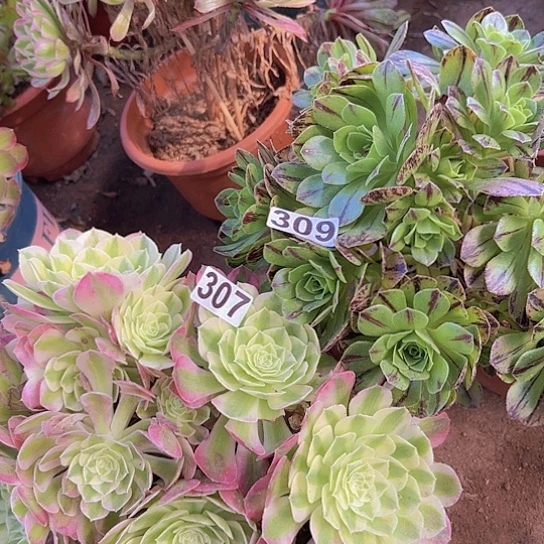 清***阳多肉植物两个法师