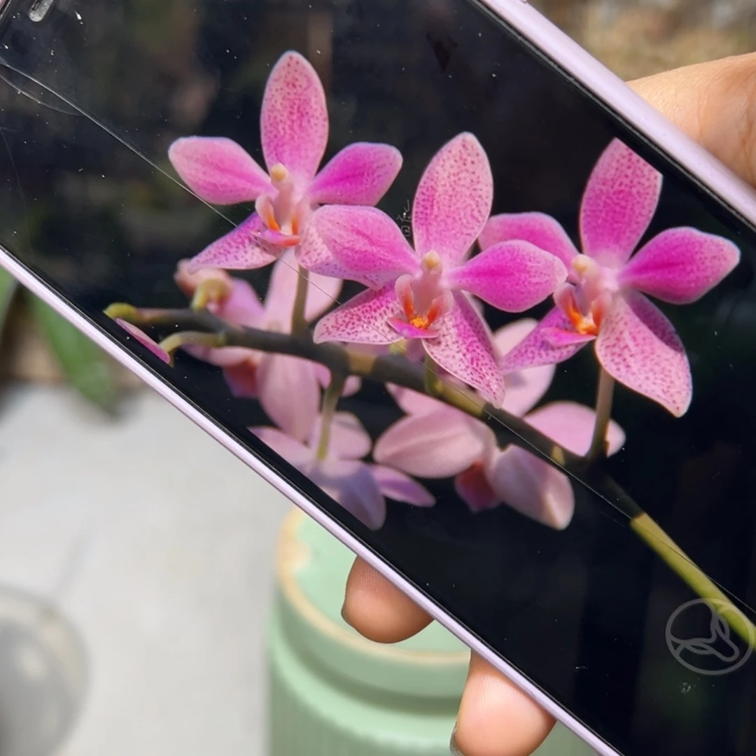 当前无花栽培后可以开花Eq象