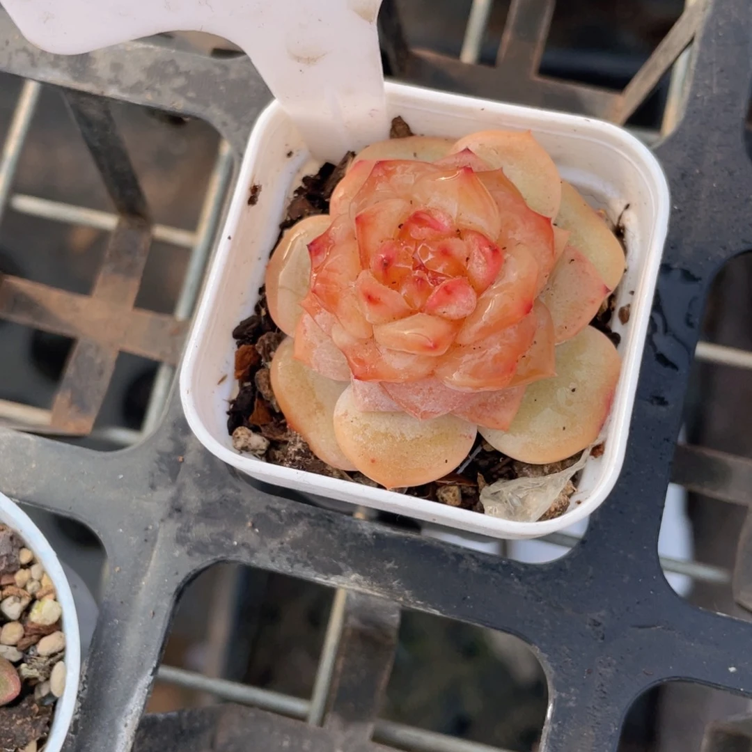 冬梅多肉9.9包邮发货