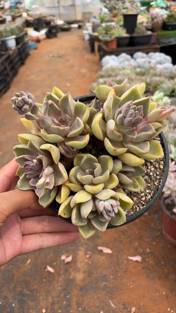 紫气东来 老桩 多肉植物