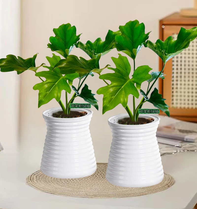 【买一送一】春羽水培花卉绿植盆栽大叶龙鳞养不死的花四季常青花卉