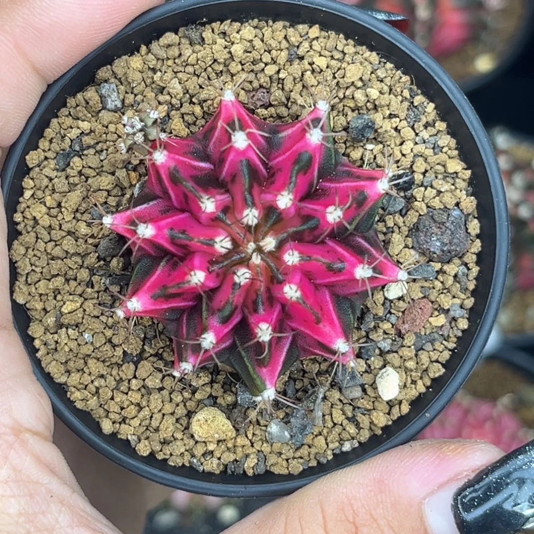 侧牙米哈 带盆土发货