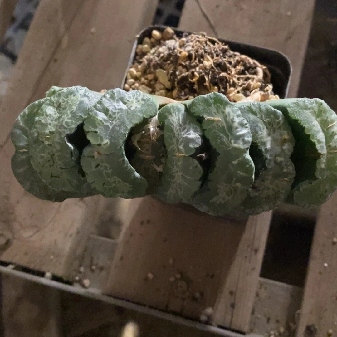 4140 一颗大玉扇 点赞福利。