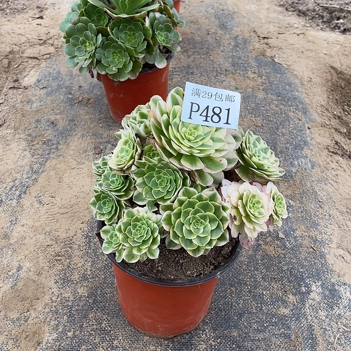 2***度481海王多肉植物