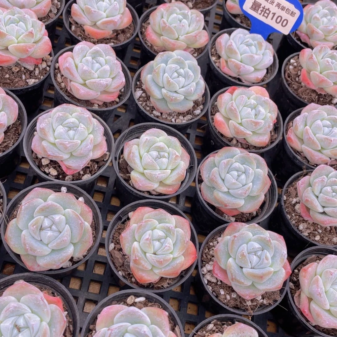 量拍100号 肥胖樱花钻石冰玉单头2个