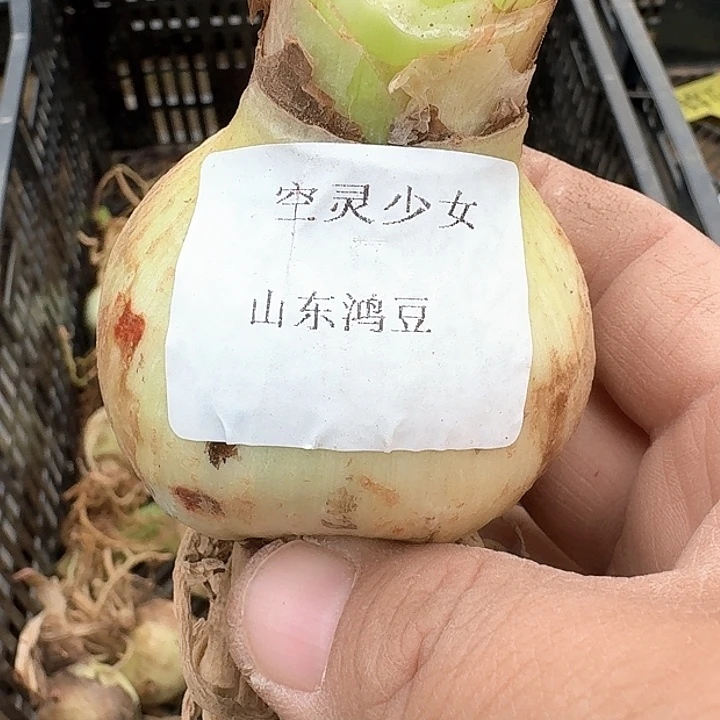 当前无花朵，栽培后可花朵四**书空灵