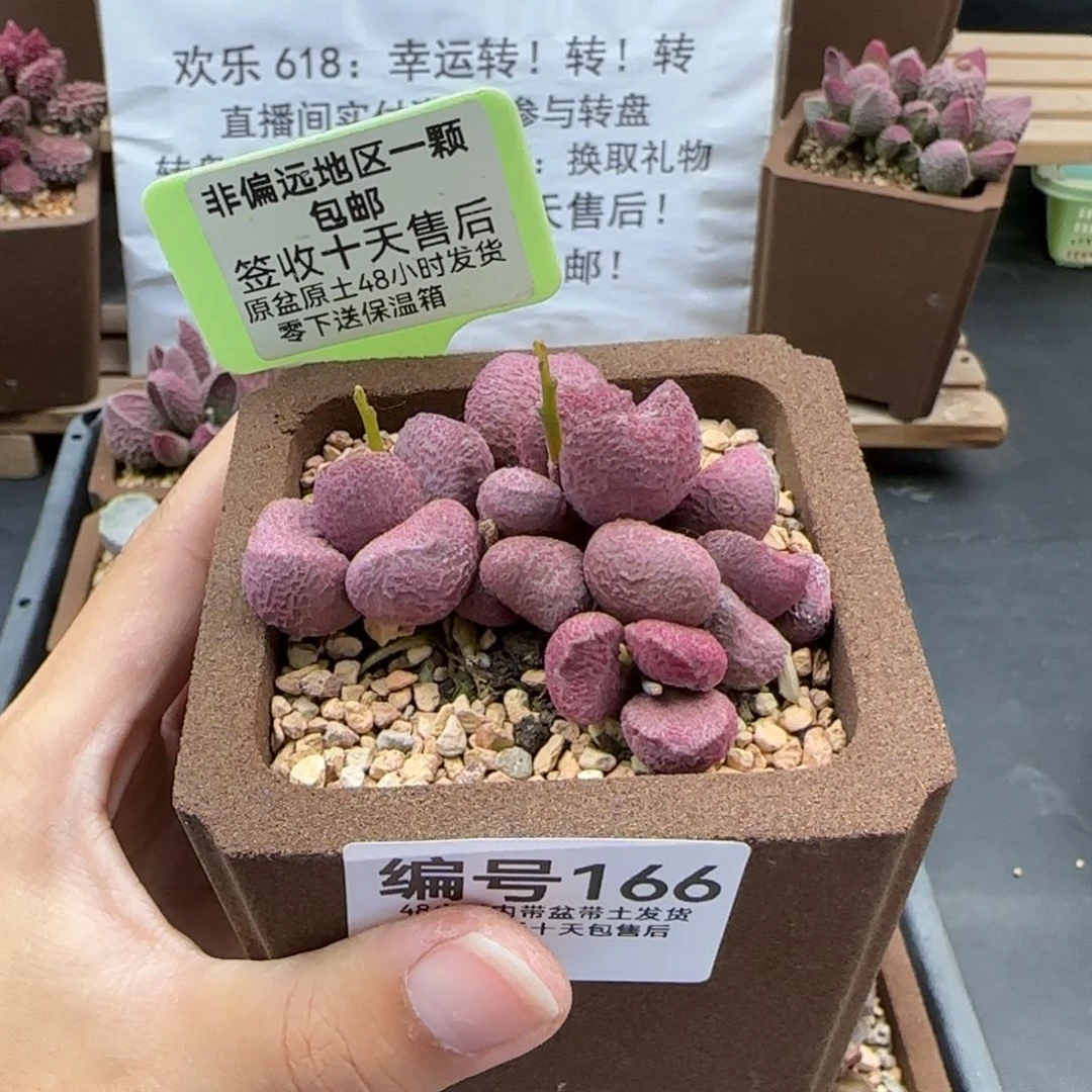 166夏娃多肉植物