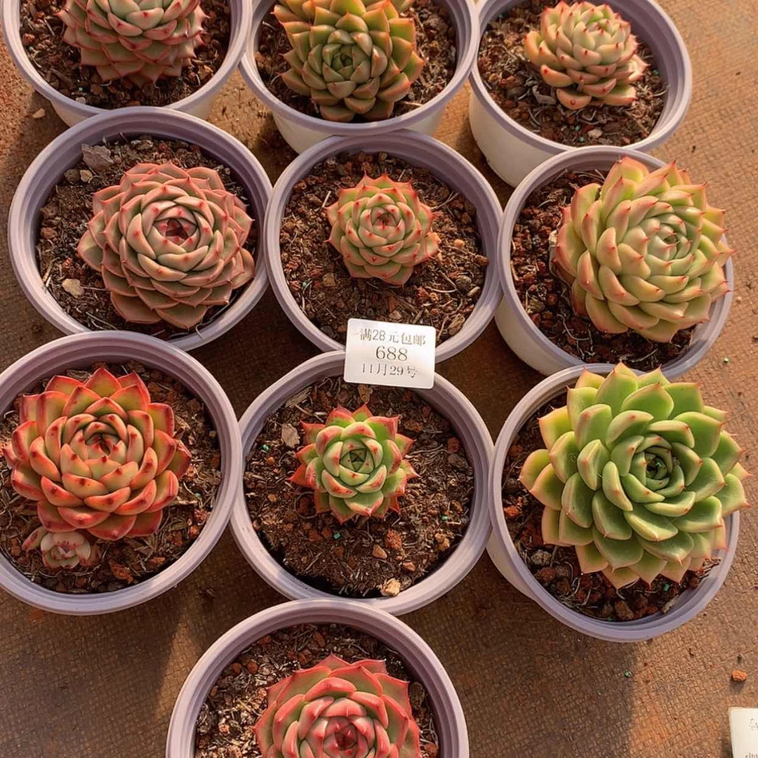 【闪购商品】云688号