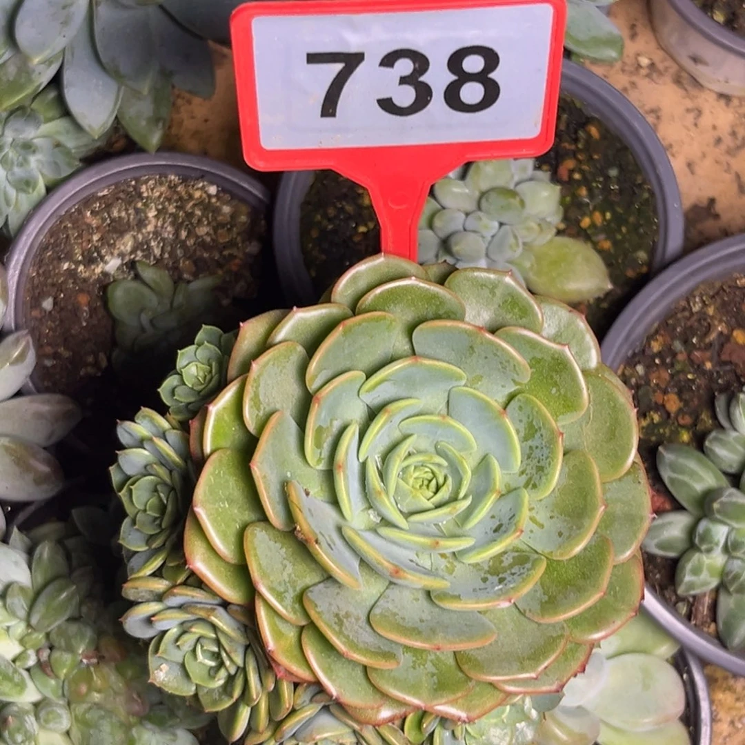 多肉植物惊喜宝贝738