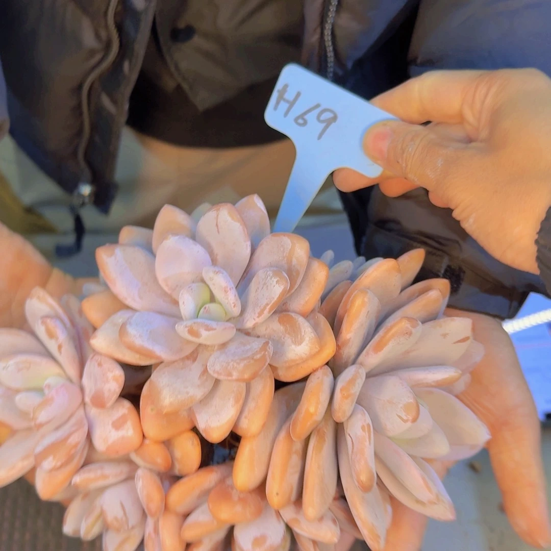 多肉植物的生长发育与