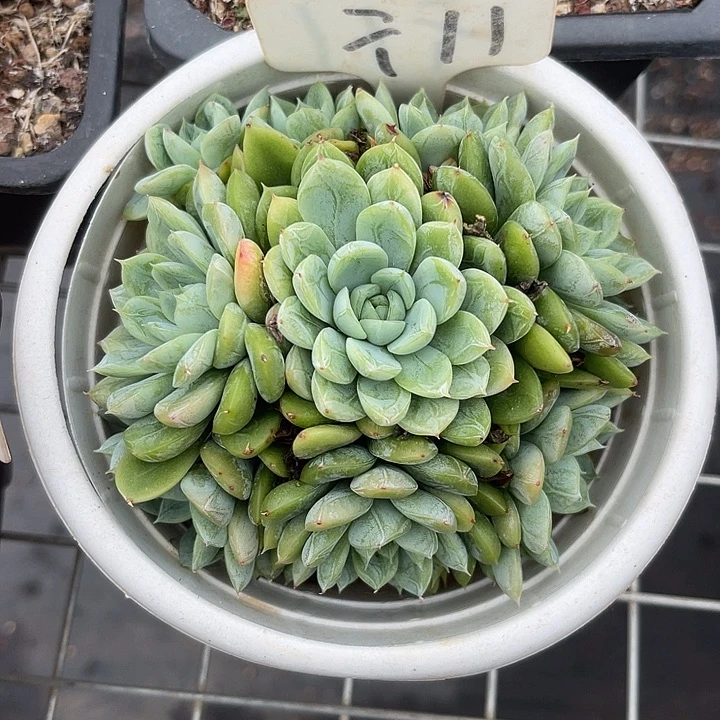 两单包邮，一物一拍11安妮公主