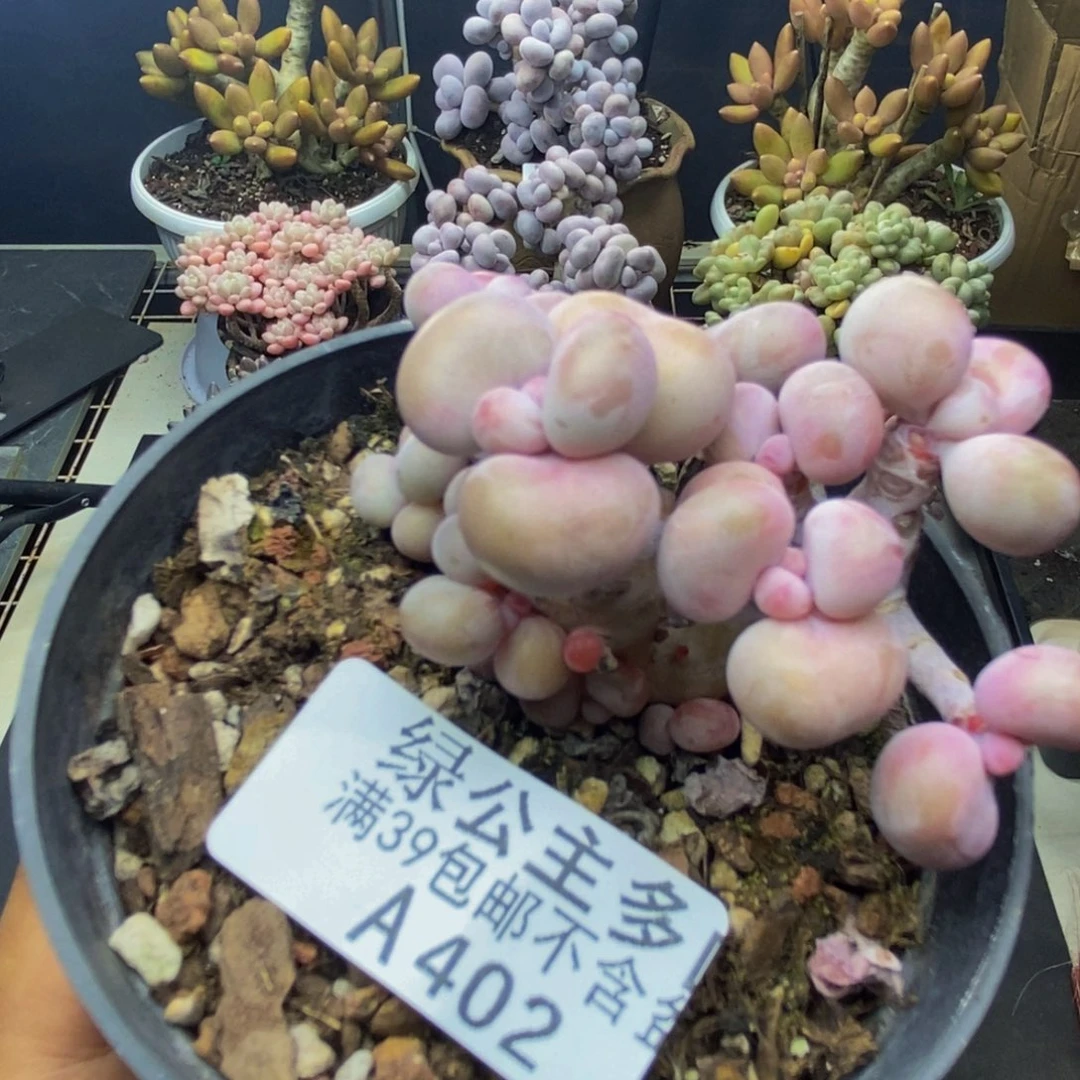 402腰子桃蛋多肉有砍