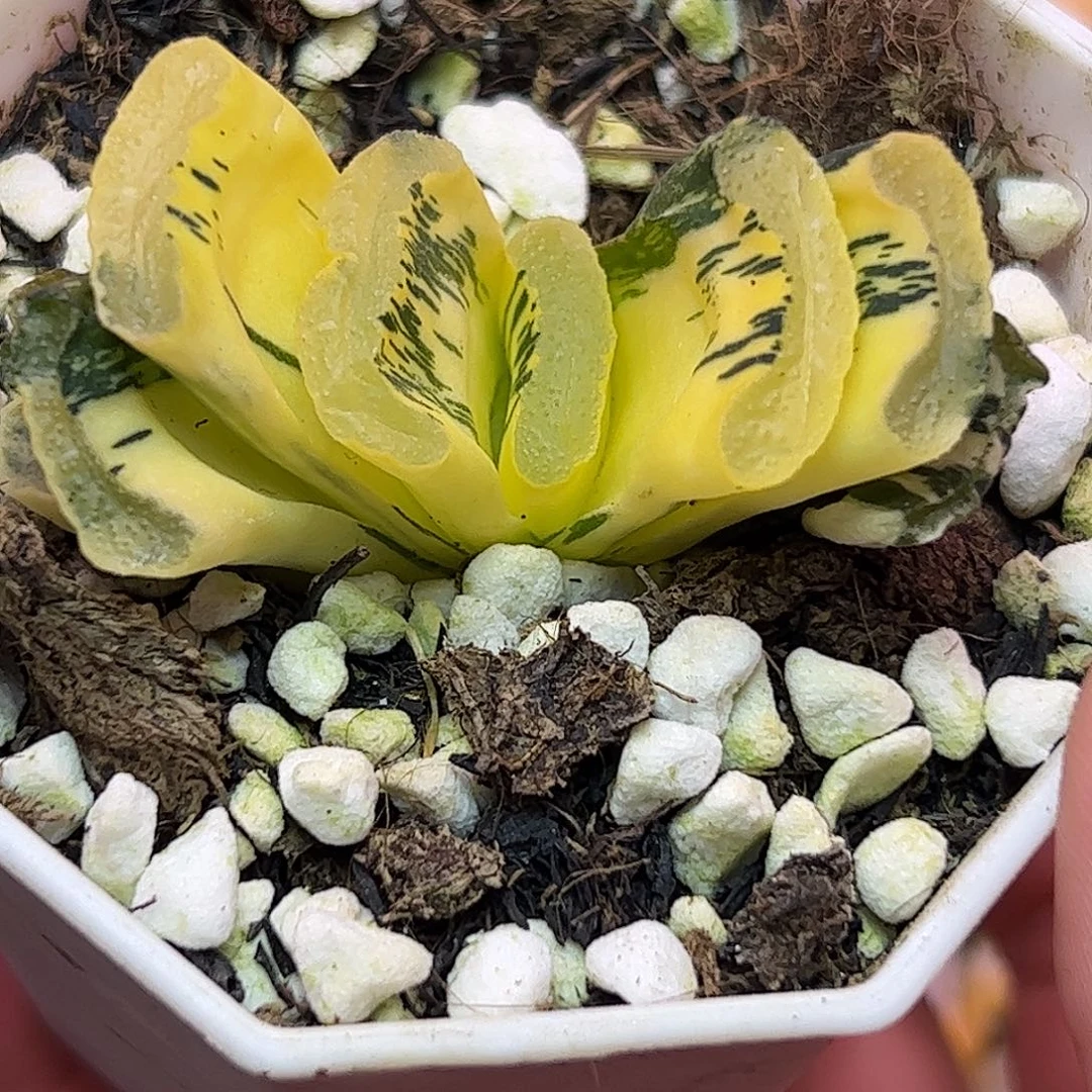 写乐实生锦十二卷多肉