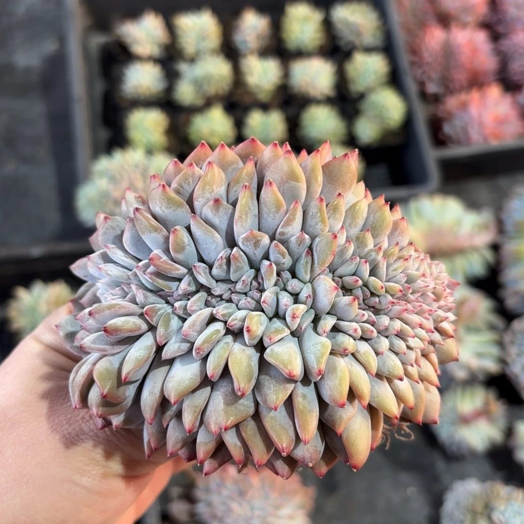 叶插橙梦露缀化，库存2000盆