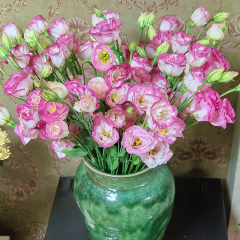 鲜花【粉边洋桔梗】同地址两单以上顺丰包邮送货上门+送配草1扎