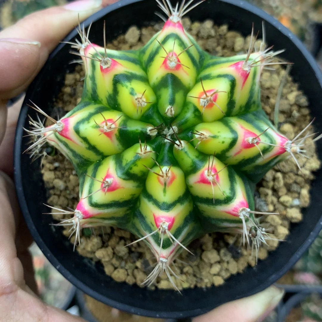 仙人球米哈花田侧牙