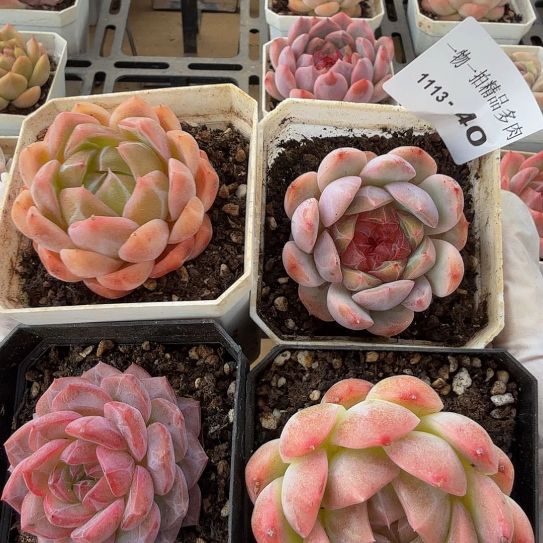 1113-40多肉四颗组合