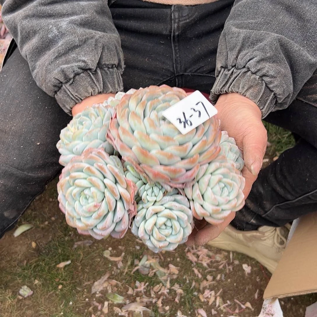 ?***e36-37冰玉手捧多肉