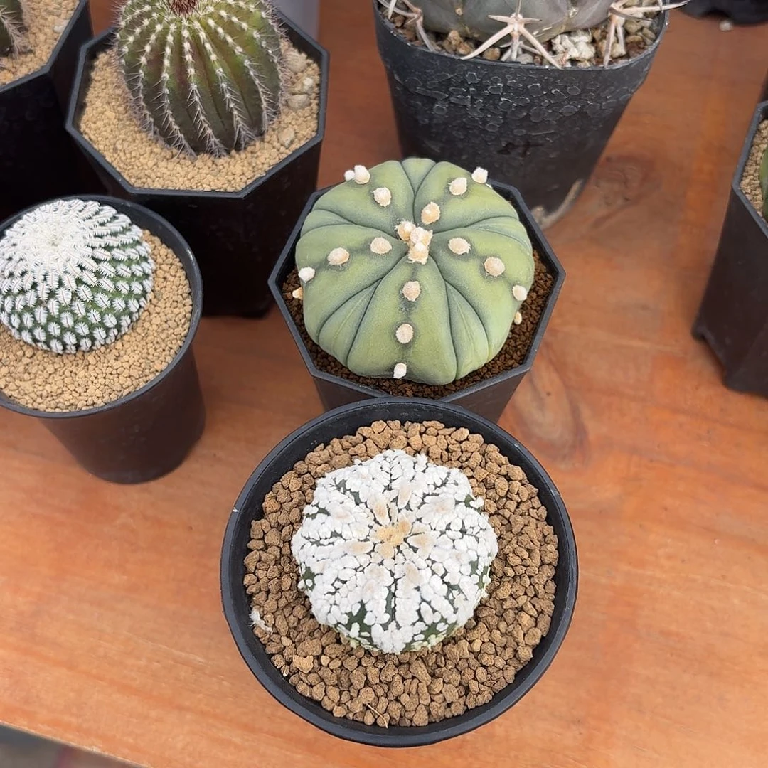 C***蓉补差价两颗兜1264