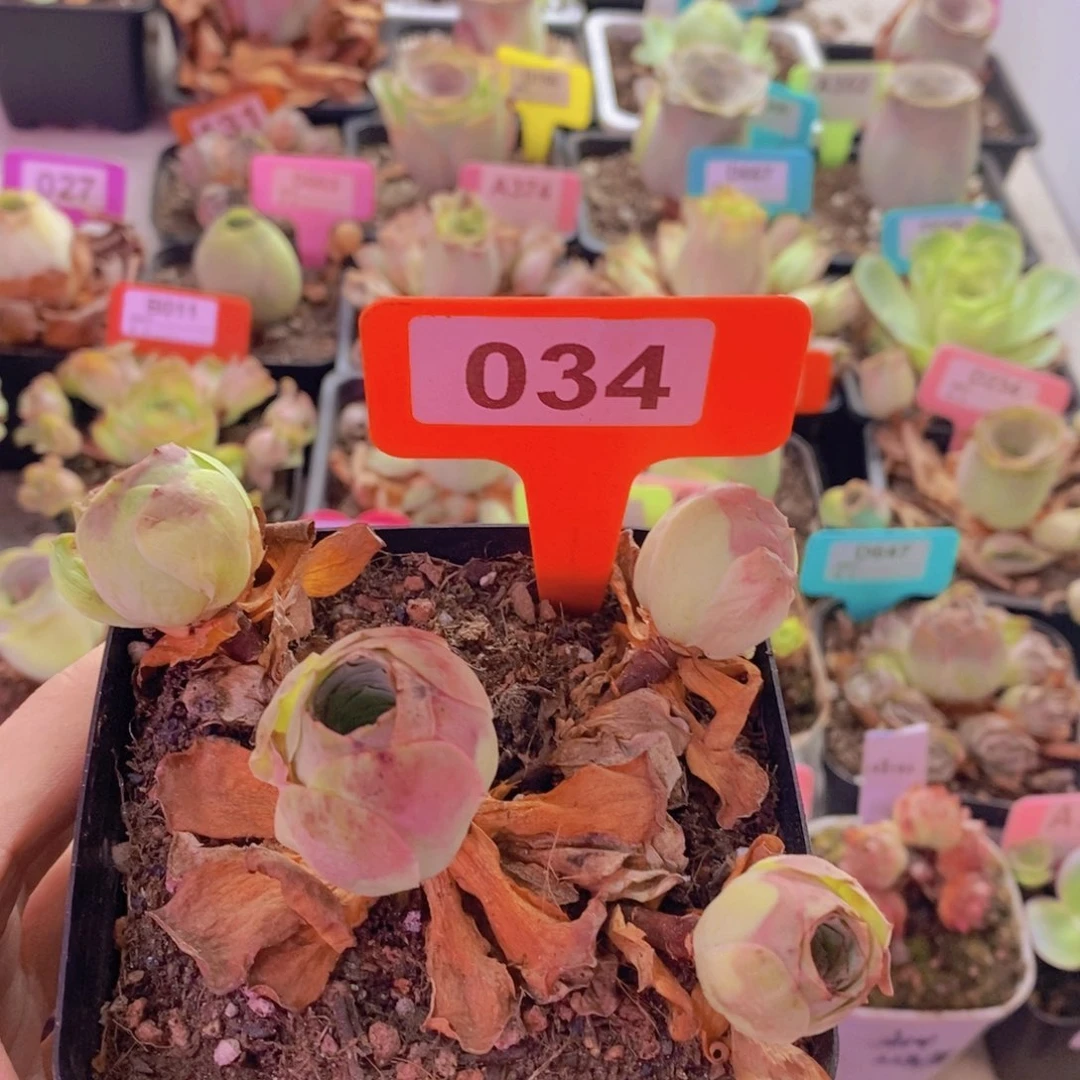 不***啊山地玫瑰一物一拍034