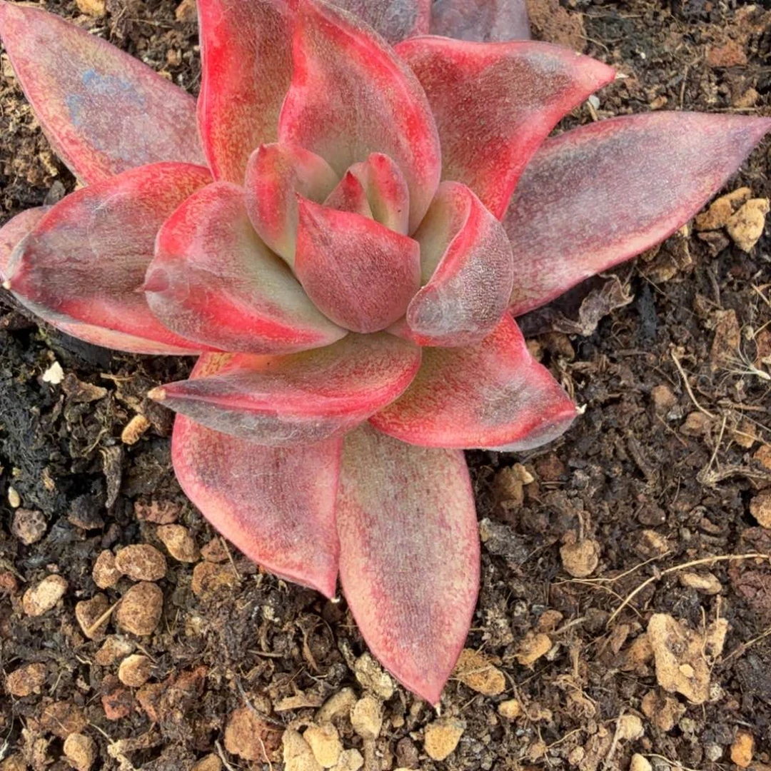 玄女 安吉园艺锦锦