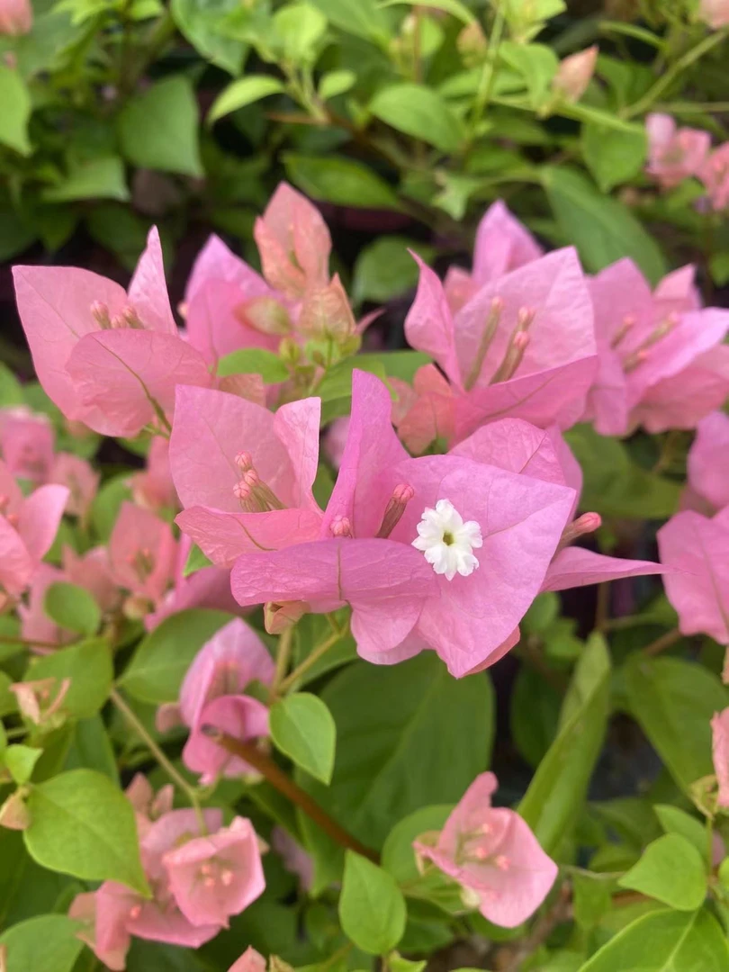 橙粉公主，丰花，四季开，枝条柔软飘逸，原生一加仑三角梅!！！