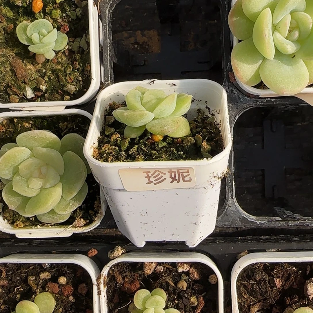 M珍妮白粉中盆一个满25包邮