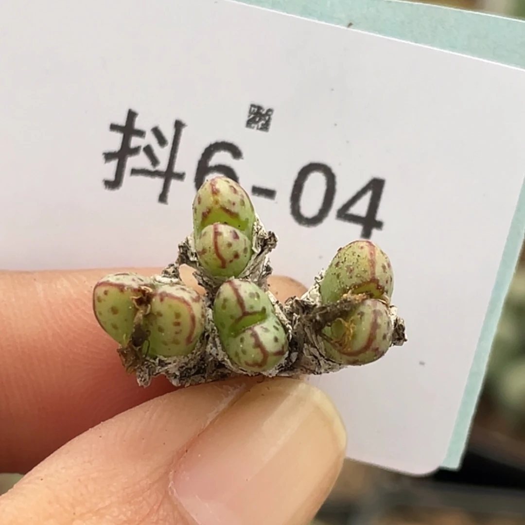 6-4小t多肉植物肉锥