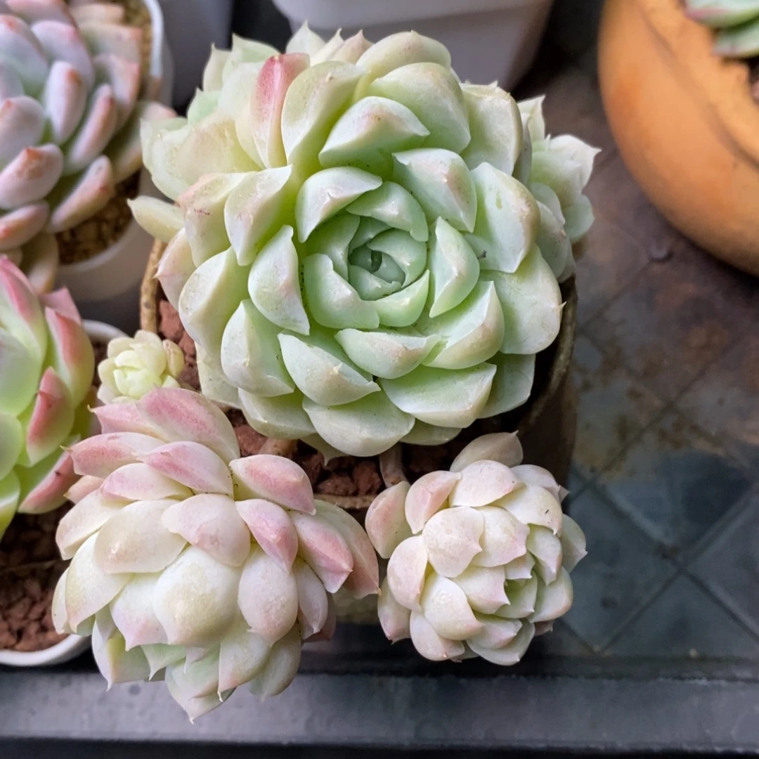 精品多肉一物一拍不包整150