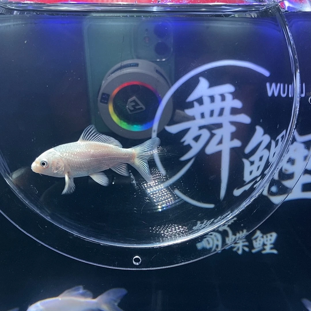 海水鱼一条九鲤白蝴蝶鲤