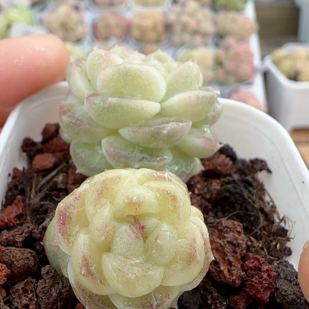 【闪购商品】0118-9糖心福利