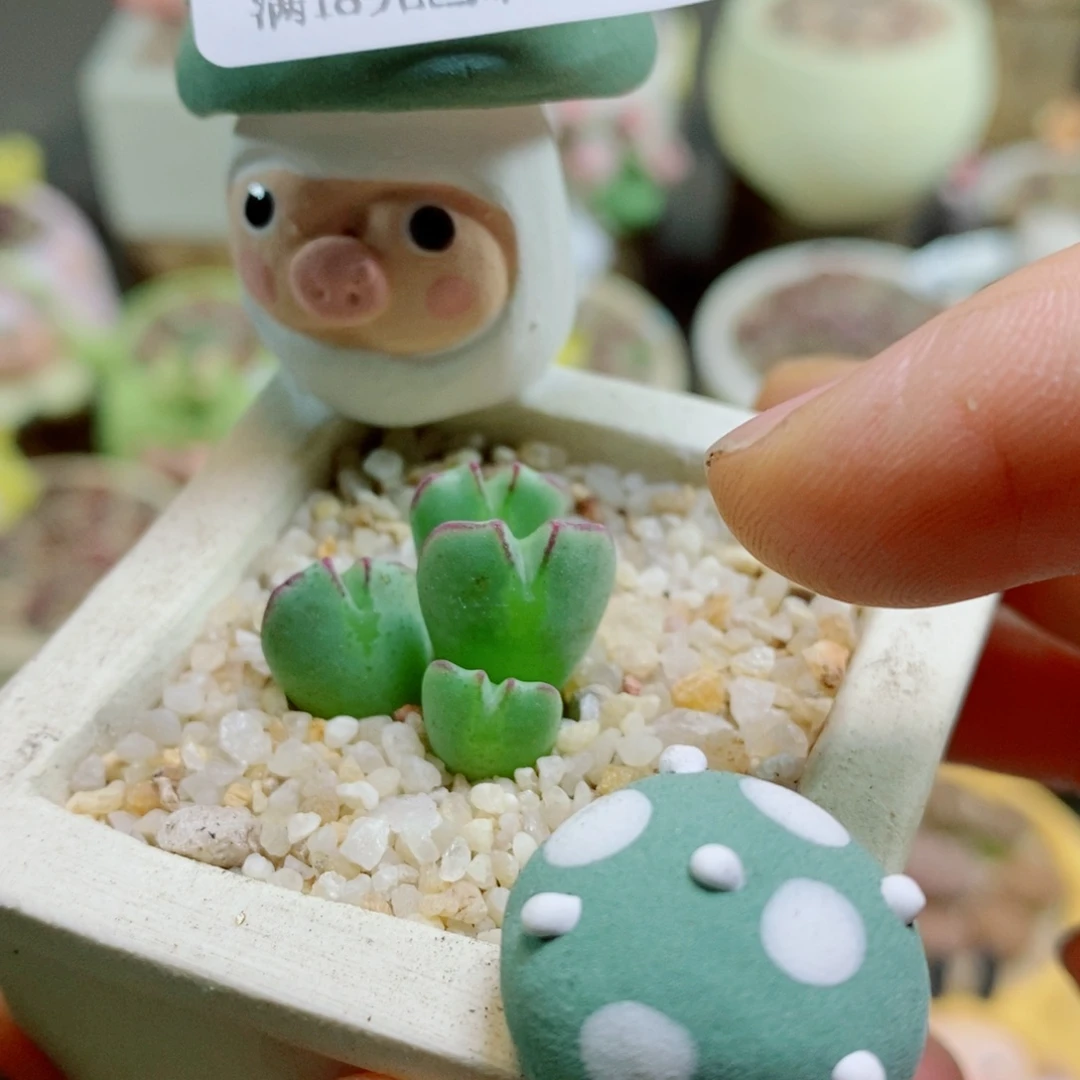 生石花花花花花花花花644