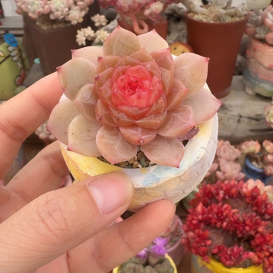 揽月 多肉含盆土 一物一拍